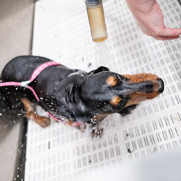 dog grooming westboro